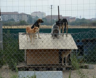 Lovitură de teatru! Tribunalul a suspendat hotărârea privind eutanasierea câinilor comunitari